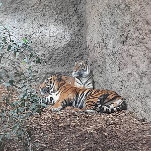 Sumatran Tiger