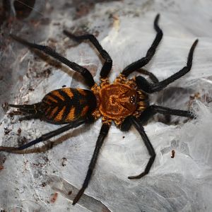 Tiger funnel-web spider (Linothele fallax)