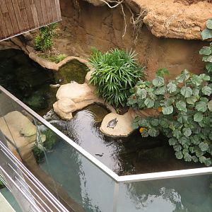 Dwarf Caiman/Turtle Exhibit