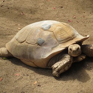 African Spurred Tortoise