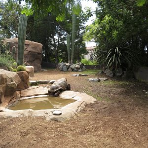 Galapagos Tortoise Exhibit