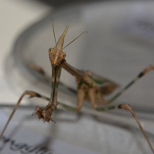 Hedenborg's conehead mantis (Empusa hedenborgii)