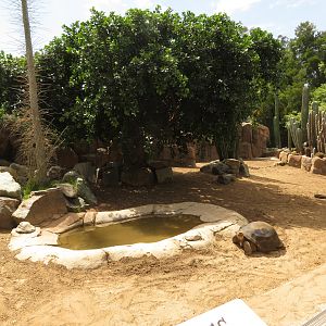 Galapagos Tortoise Exhibit
