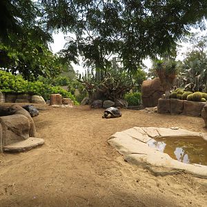 Galapagos Tortoise Exhibit