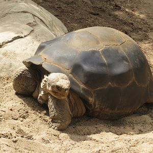 Galapagos Tortoise