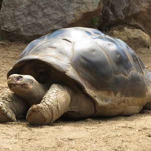 Galapagos Tortoise