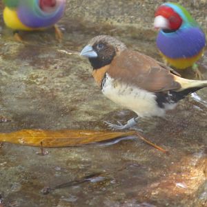 Chestnut-breasted Munia