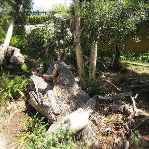 Tasmanian Devil Exhibit