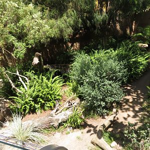 Tasmanian Devil Exhibit