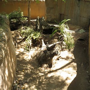 Common Wombat Exhibit