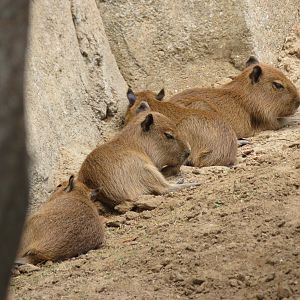 Baby Capybaras