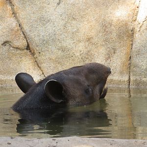 Baird's Tapir Soaking