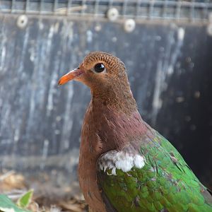 Pacific emerald dove (Chalcophaps longirostris)
