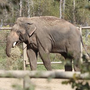 Bull Elephant Johnson