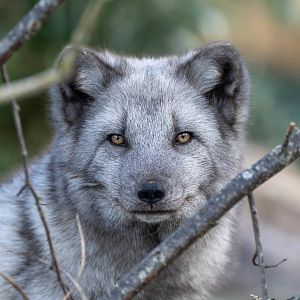 Arctic fox, Beale park, UK