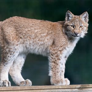 Young lynx, Beale Park, UK