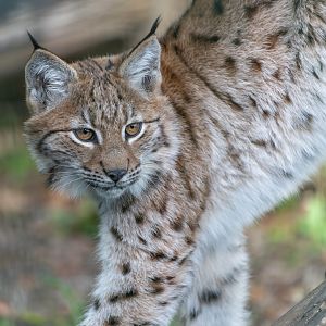 Young lynx, Beale Park, UK