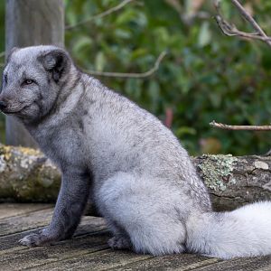Arctic fox, Beale park, UK