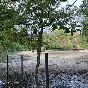 American Bison Exhibit