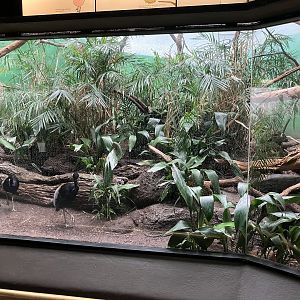 World of Birds - Grey-Winged Trumpeter/Bolivian Grey Titi Exhibit