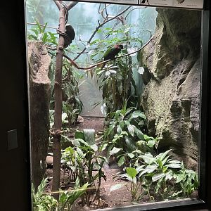 World of Birds - Exhibit Five