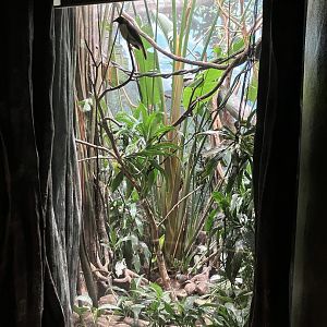 World of Birds - Exhibit Six