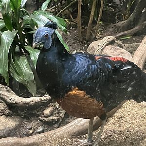 Bornean Crested Fireback