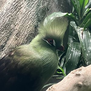 Guinea Turaco