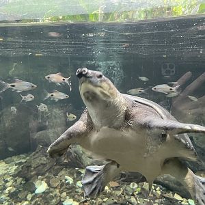 Pig-nosed Turtle (Carettochelys insculpta)