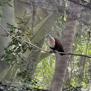 Fragile Forest - Santa Cruz Ground-dove (Alopecoenas sanctaecrucis)