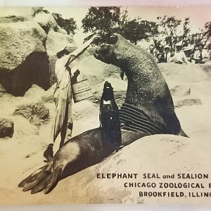 Elephant seal and co.