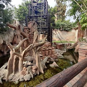 Bornean Orangutan - enclosure