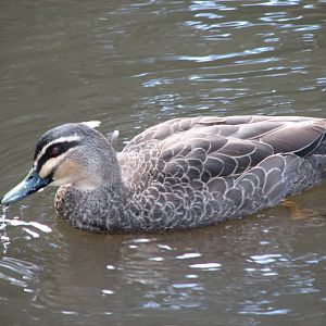 Blackbutt 2012 - wild Pacific Black Duck