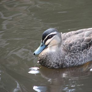Blackbutt 2012 - wild Pacific Black Duck