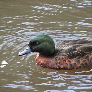 Blackbutt 2012 - wild Chestnut Teal