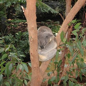 Blackbutt 2012 - Northern Koala
