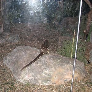 Blackbutt 2012 - Spotted-tail Quoll