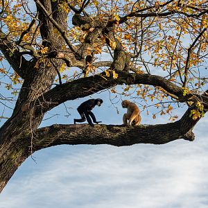 Northern white-cheeked gibbon (Nomascus leucogenys)