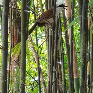 White-crowned laughingthrush