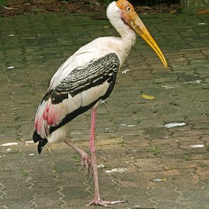 Painted stork - free ranging