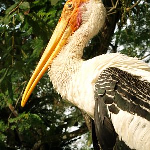 Painted stork