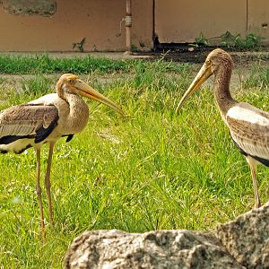 Immature painted storks