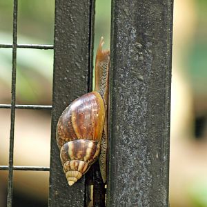 Massive snail