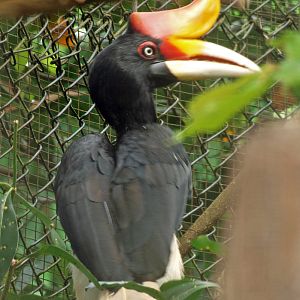 Rhinoceros hornbill