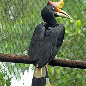 Rhinoceros hornbill