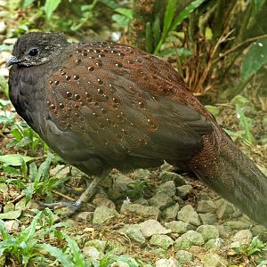 Mountain peacock pheasant