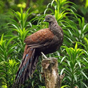 Mountain peacock pheasant