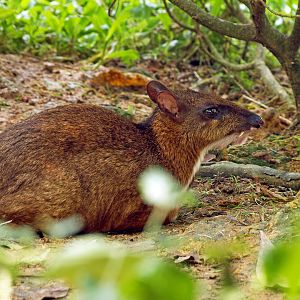 Lesser mouse deer