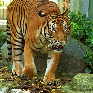 Malayan tiger