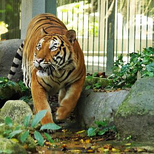 Malayan tiger